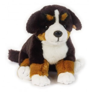 Buddy Cane Bernese di Venturelli