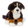 Buddy Cane Bernese di Venturelli