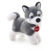 Husky Marcus S di Trudy Classic Cani