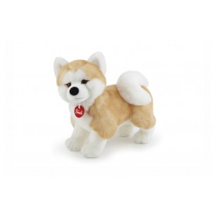 Akita Ascanio M di Trudy Classic Cani