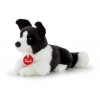 Border Collie Scott S di Trudy Classic Cani