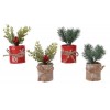 Pine Spray Frost in Pot - With Natural Bow 4ass Indoor Assorted di Kaemingk
