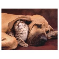 Puzzle 500 Pz Cuddles di Clem-44 Puzzle 500 Pz