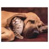 Puzzle 500 Pz Cuddles di Clem-44 Puzzle 500 Pz