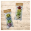 Blister 4 Stelline Adesive Green di Florio