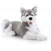 Husky Marcus Jumbo di Trudy Classic Cani