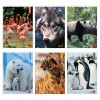 Maxi 80gr 1r Animal di Bm