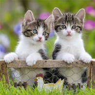 Puzzle 3x49 Pz Gattini di Ravensburger Puzzle 3x49 Pz