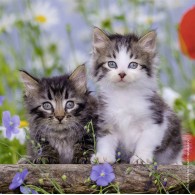 Puzzle 3x49 Pz Gattini di Ravensburger Puzzle 3x49 Pz