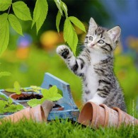 Puzzle 3x49 Pz Gattini di Ravensburger Puzzle 3x49 Pz